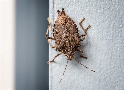 Invasive stink bugs are back: What to do about them